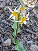 Erythronium purpurascens