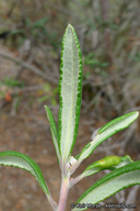 Comarostaphylis diversifolia