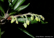Comarostaphylis diversifolia ssp. diversifolia