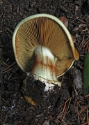 Cortinarius xanthodryophilus