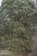 Sequoiadendron giganteum