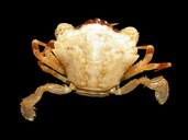 Dwarf Swimming Crab