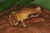 Boulenophrys omeimontis