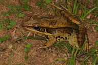 Guenther's Amoy Frog