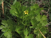 Ranunculus scleratus