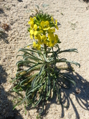 Erysimum ammophilum