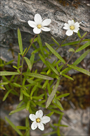 Moehringia villosa