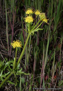 Sharp-toothed Sanicle