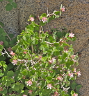 Jamesia americana var. rosea