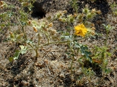 Solanum rostratum