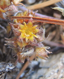 Ivesia muirii