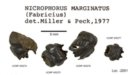 Nicrophorus marginatus