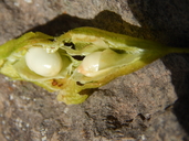 Diphysa racemosa