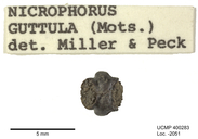 Nicrophorus guttula