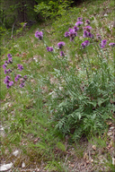 Centaurea scabiosa ssp. fritschii