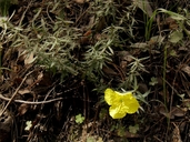 Oenothera hartwegii ssp.. hartwegii