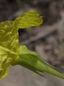 Oenothera hartwegii ssp. hartwegii