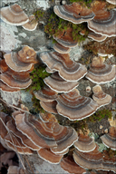 Trametes versicolor