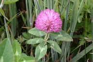 Trifolium pratense