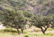 Quercus oblongifolia