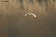 Tyto alba