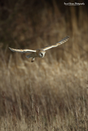 Tyto alba