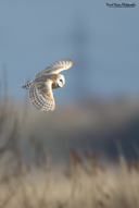 Tyto alba