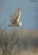 Tyto alba