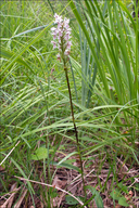 Dactylorhiza fuchsii ssp. fuchsii