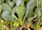 Solidago spathulata