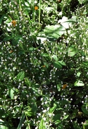 Stevia micrantha