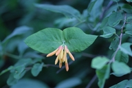 Lonicera ciliosa