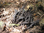 Carbon Xylaria