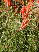 Castilleja stenophylla