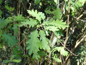 Bocconia frutescens