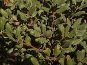California Scrub Oak