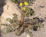 Chylismia brevipes ssp. brevipes