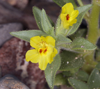 Antirrhinum mohavea