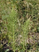 Equisetum telmateia ssp. braunii