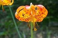 Lilium pardalinum