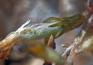 Astragalus mohavensis var. hemigyrus
