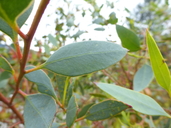 Eucalyptus forrestiana