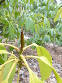 Magnolia chevalieri