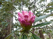 Rhododendron protistum x rhododendron grande