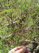 Acacia goldmanii