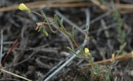 Camissonia sierrae ssp. alticola