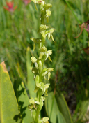Green Flowered Bog Orchid