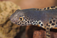 Ichthyosaura alpestris