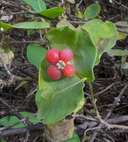 Lonicera albiflora