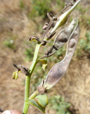 Thermopsis californica var. calironica